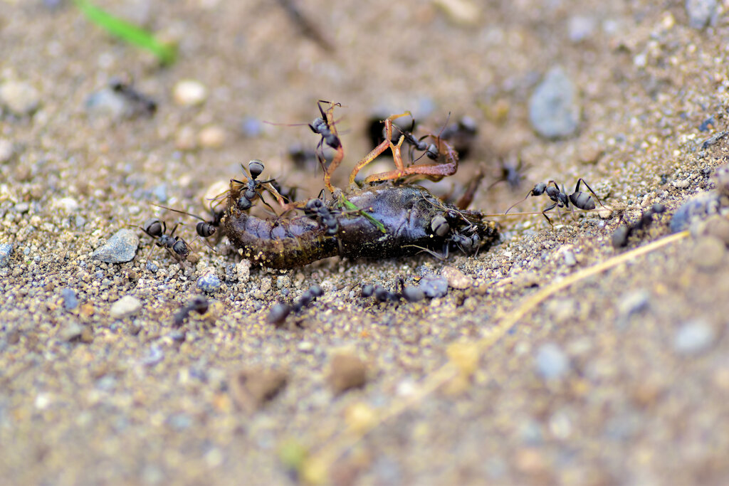 ザリガニが蟻に襲われる！　２