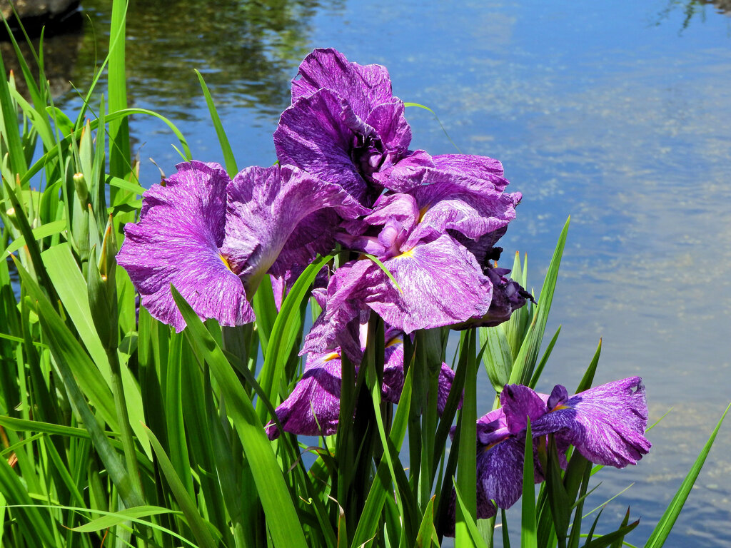 花菖蒲　６