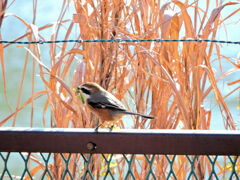 モズ君　蟷螂を捕獲　1/4