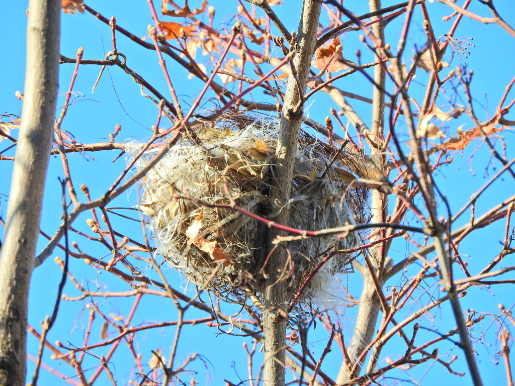 紅葉が落葉したら現れた鳥の巣　３