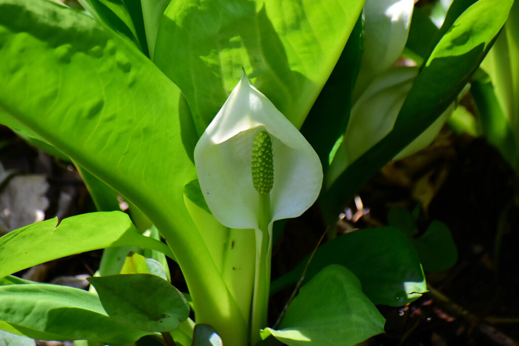 川崎市　たちばなふれあいの森で　水芭蕉開花　１　