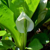 川崎市　たちばなふれあいの森で　水芭蕉開花　１　