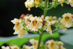 キササゲ（木大角豆、楸、木豇豆、学名: Catalpa ovata）３