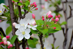 ヒメリンゴ　(姫りんご)の花　４
