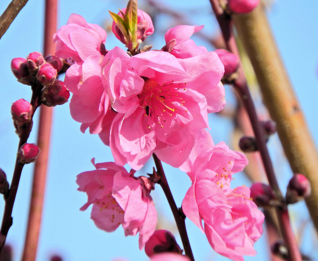 花桃が開花　８