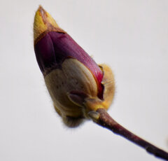 紫木蓮の蕾　４