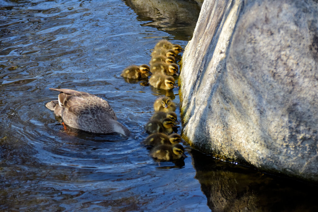 本日は私の誕生日・ｶﾙｶﾞﾓの雛が11羽誕生(=^～^)oうれちっ♪５