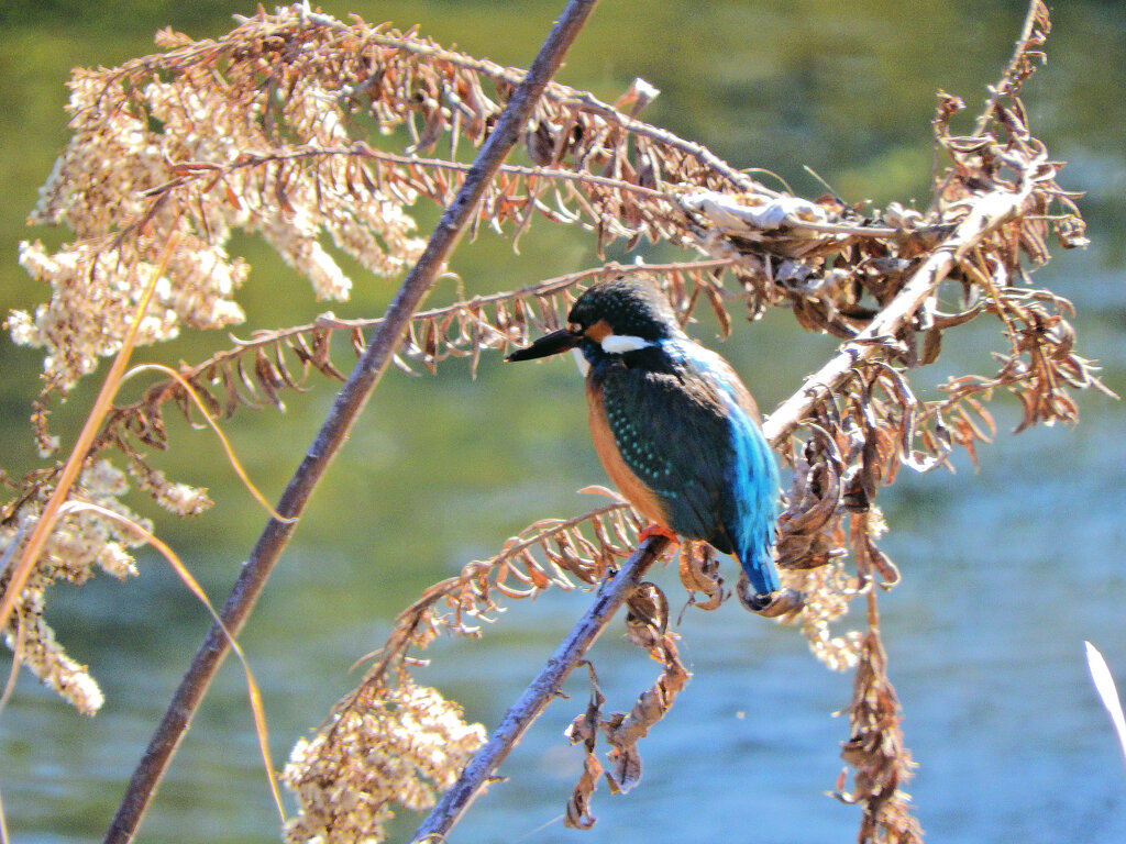 カワセミちゃん　４