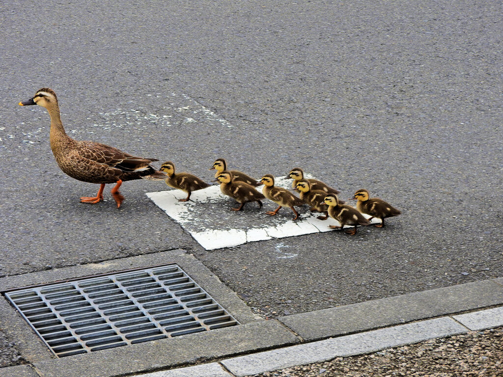 カルガモ一家の移動　６