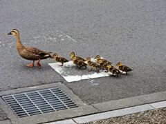 カルガモ一家の移動　６