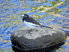 セグロセキレイ　９