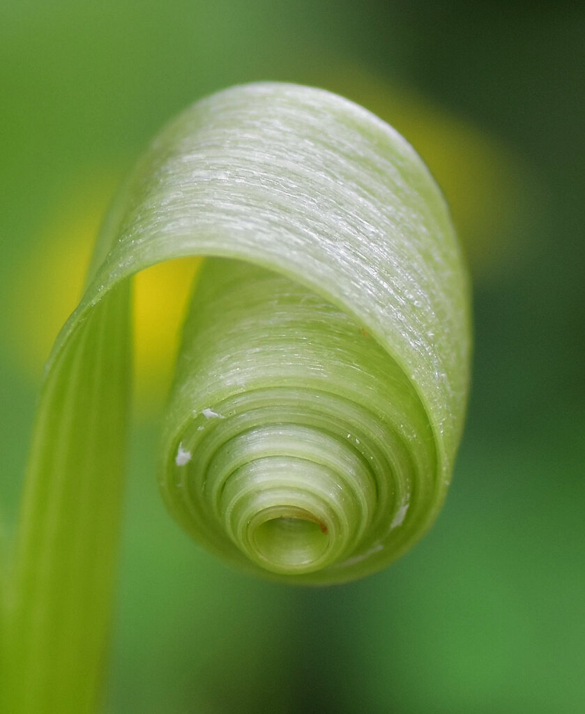 白花蒲公英の花が千切られた茎が・・・３