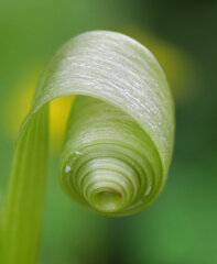 白花蒲公英の花が千切られた茎が・・・３