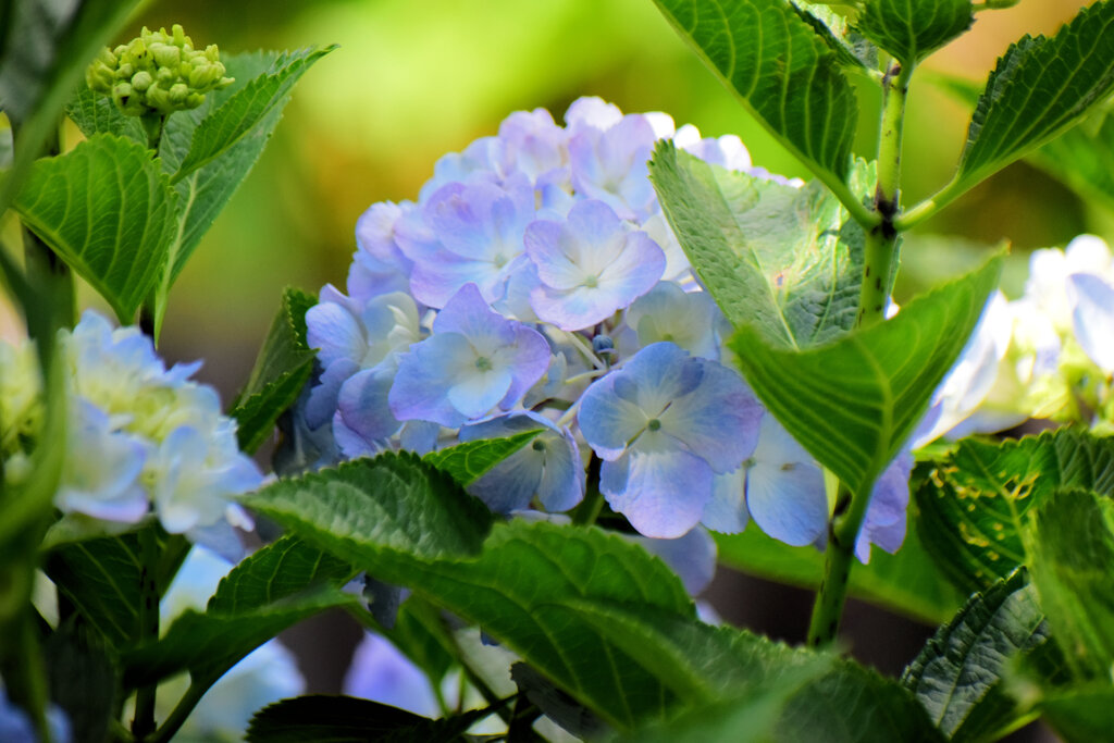 紫陽花　５