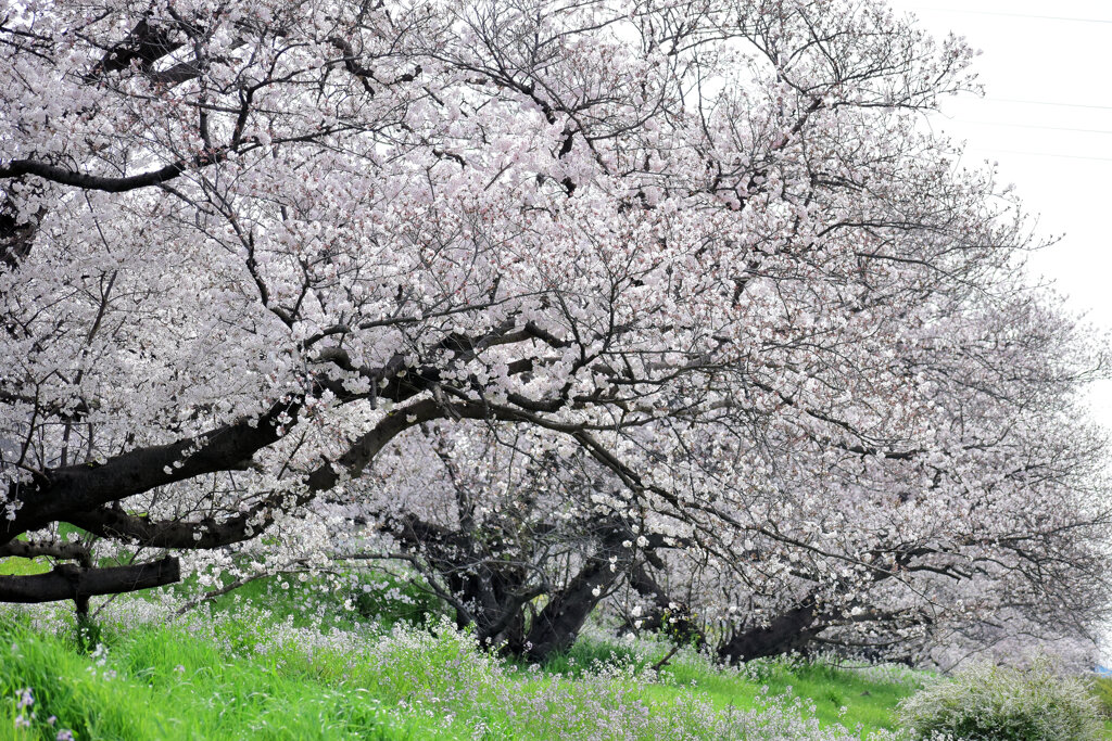 二子玉川の桜　４