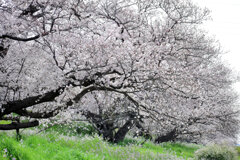 二子玉川の桜　４