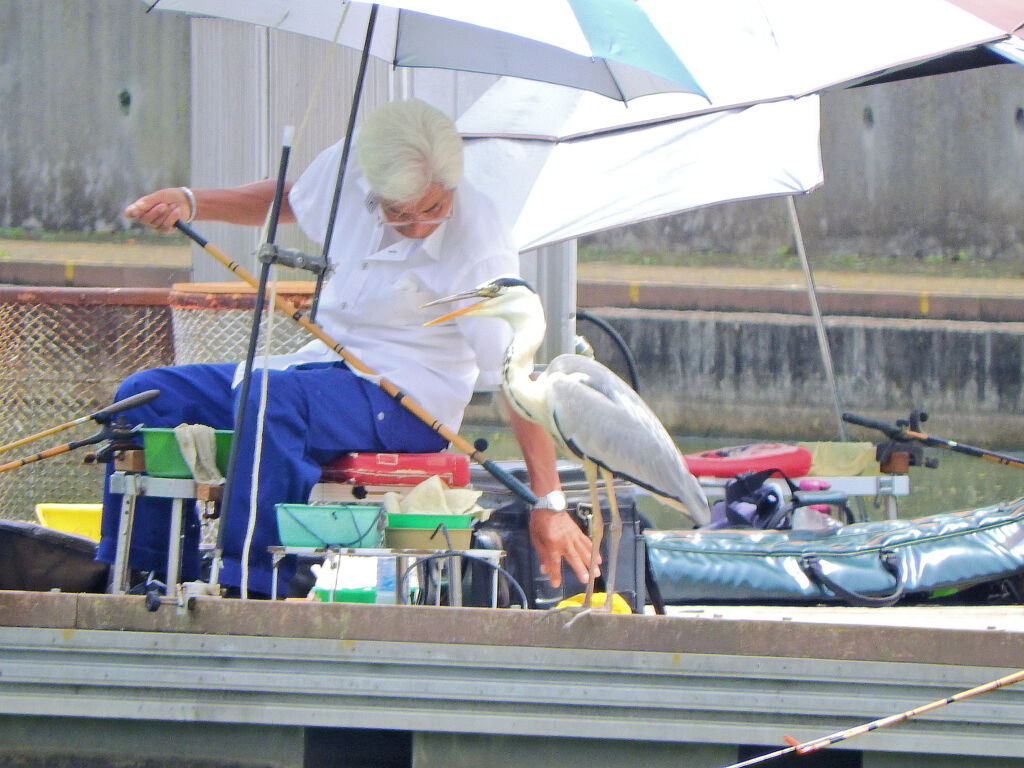 等々力緑地公園・・釣り堀池で釣り人とアオサギ　1/3