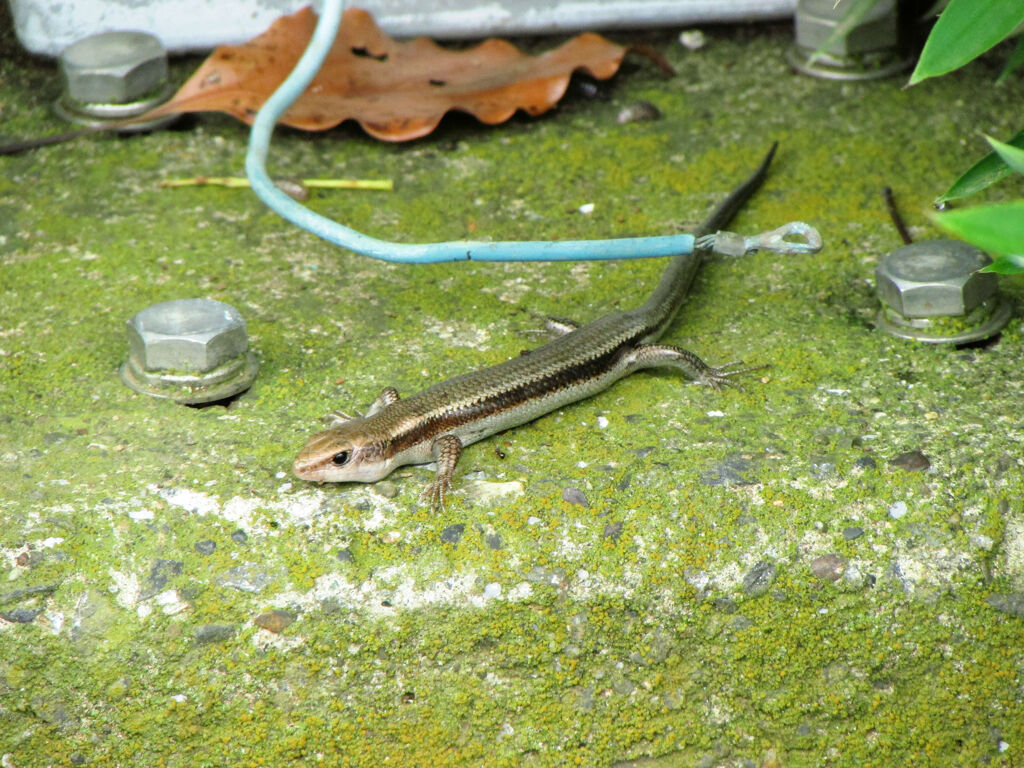 ニホンカナヘビ