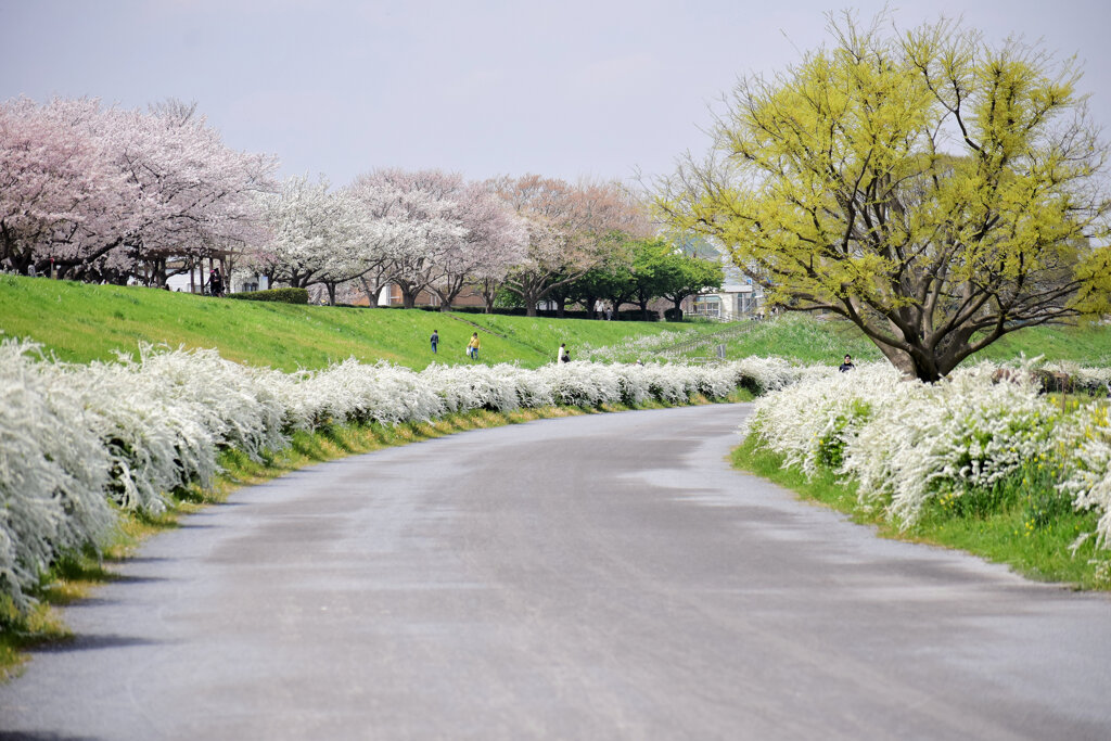 多摩川　川崎市　等々力緑地公園付近　４