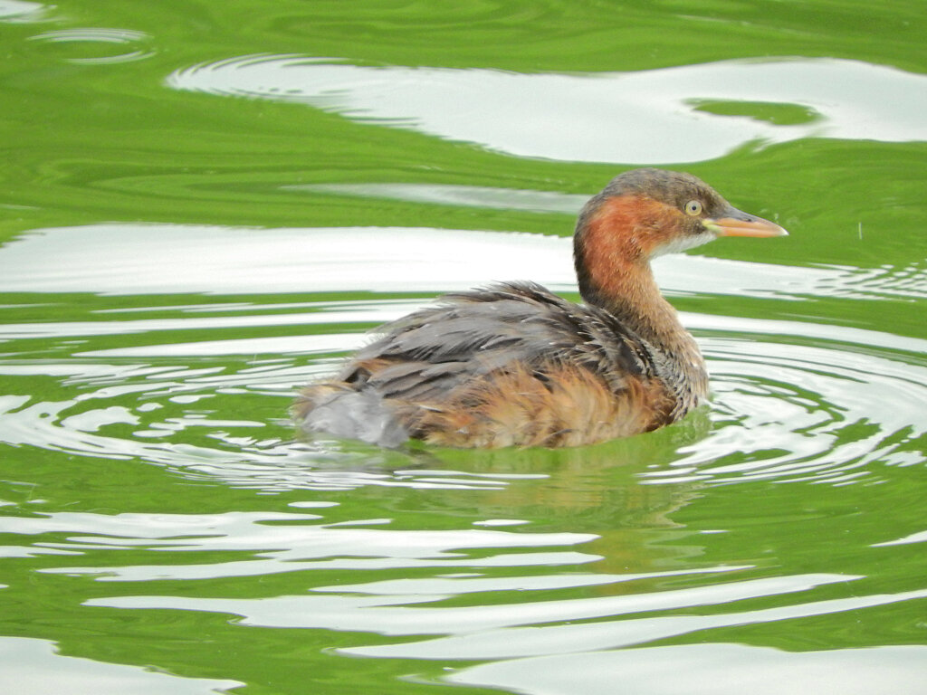 等々力緑地公園・・釣り堀池で　カイツブリ　６