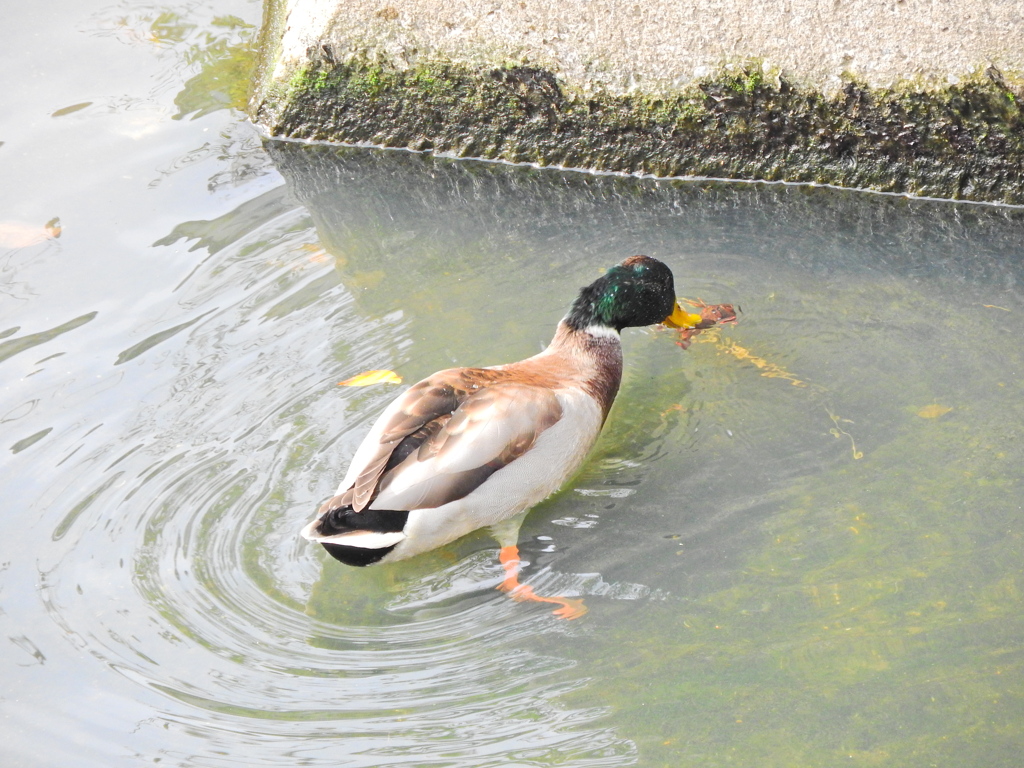 矢上川でマガモさんザリガニを捕獲するも持て余す２