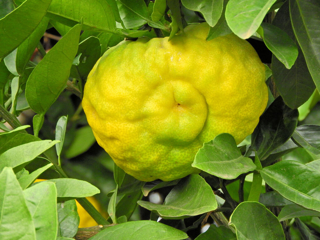 獅子柚子／鬼柚子／シシユズ／オニユズ　１