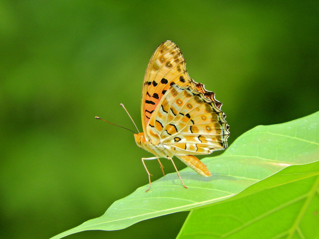 ♂×♀が仲良くしているのをうらやむ・・・ツマグロヒョウモン