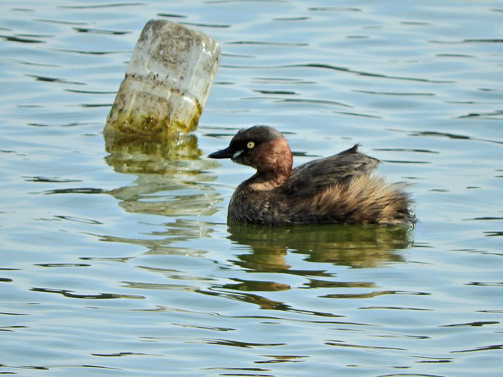 カイツブリ　２