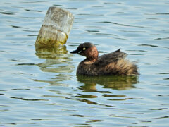 カイツブリ　２