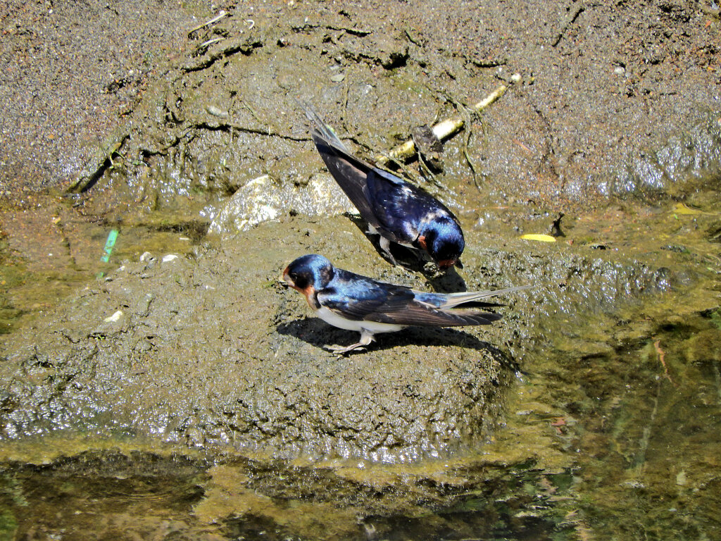 燕さんがお家の建築資材を調達中！　８