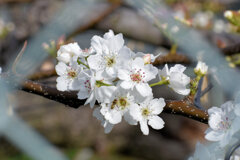 梨園で　梨の花　４