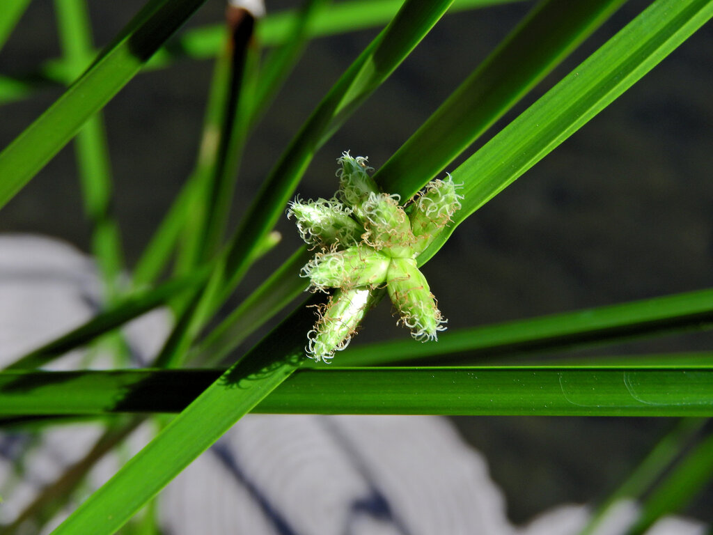 カンガレイ　６