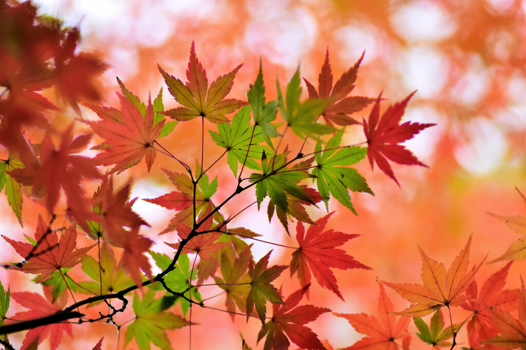 紅葉　撮り溜め　在庫処分中！　８