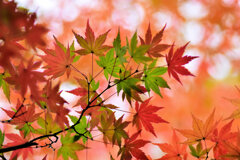 紅葉　撮り溜め　在庫処分中！　８