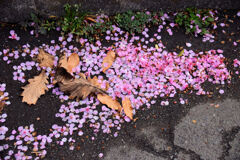 河津桜が散り始めましたよぉ・・・１