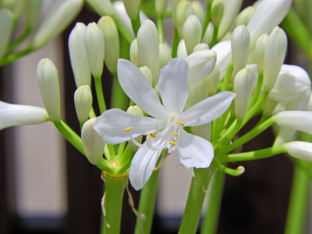 アガパンサス　白花　５