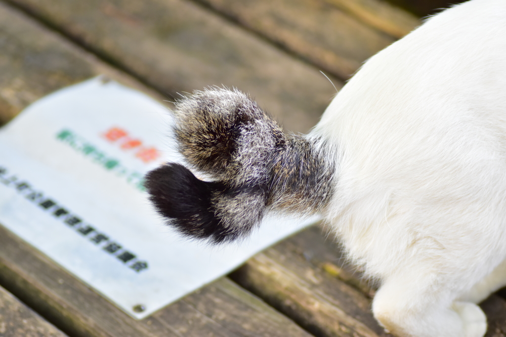 二ヶ領用水路・・脇で　野良にゃん　５