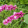 大毛蓼 （おおけたで）　３