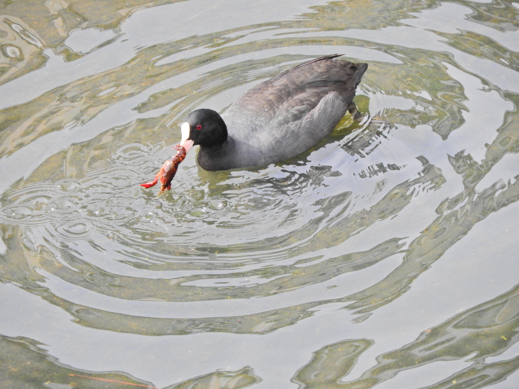 矢上川でマガモさん持て余したザリガニを食べるオオバン１