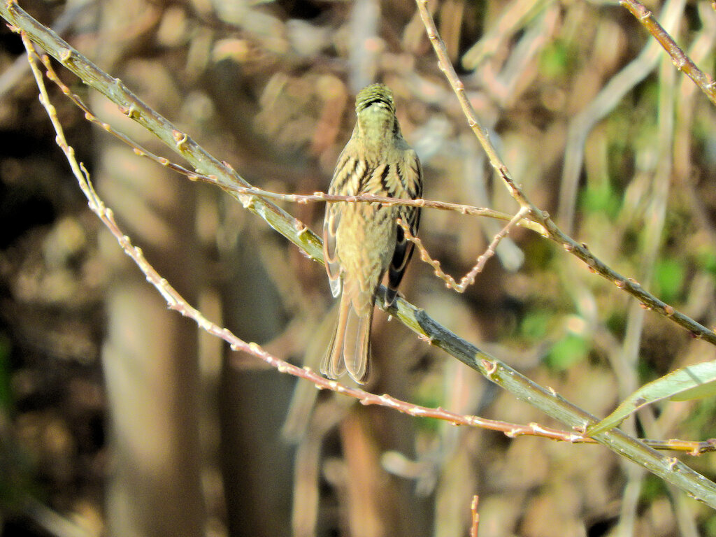アオジさん　３