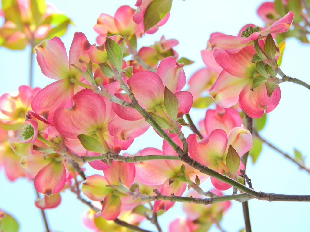 薄紅色の可愛い君のね・・・♪　１０