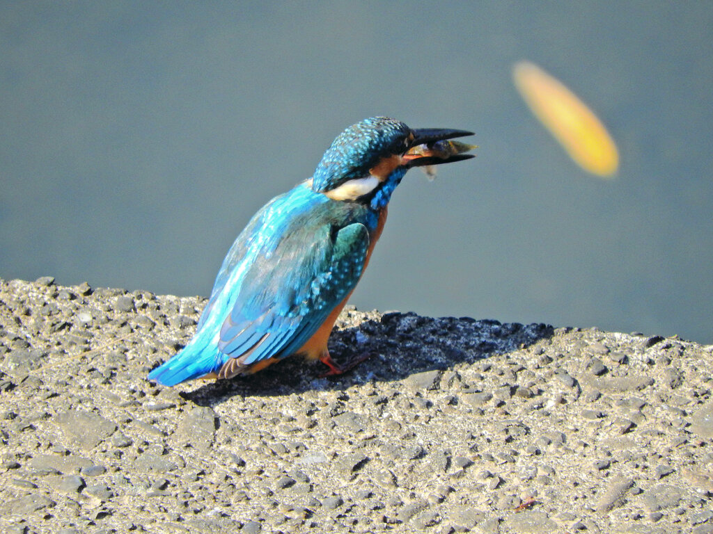 矢上川でお食事中のカワセミ　４