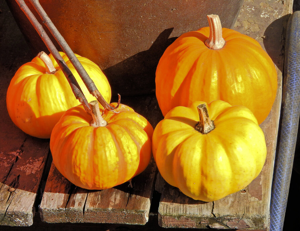 ハロウィンで売れ残った南瓜　９