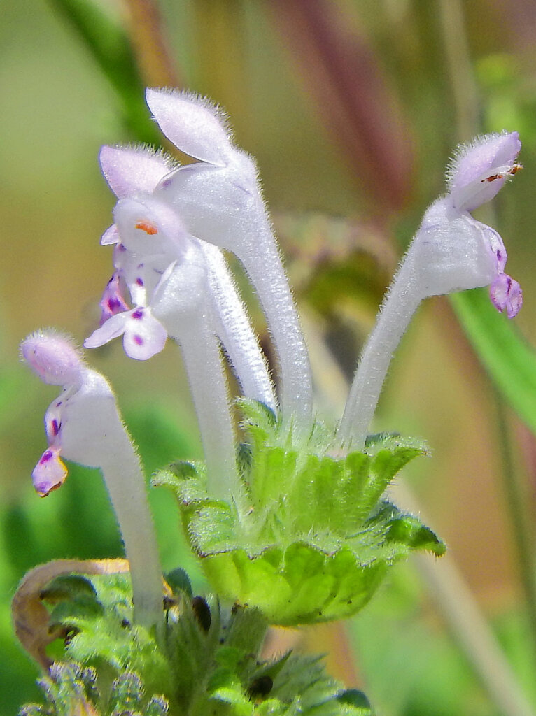 シロバナホトケノザ（白花仏の座）　３