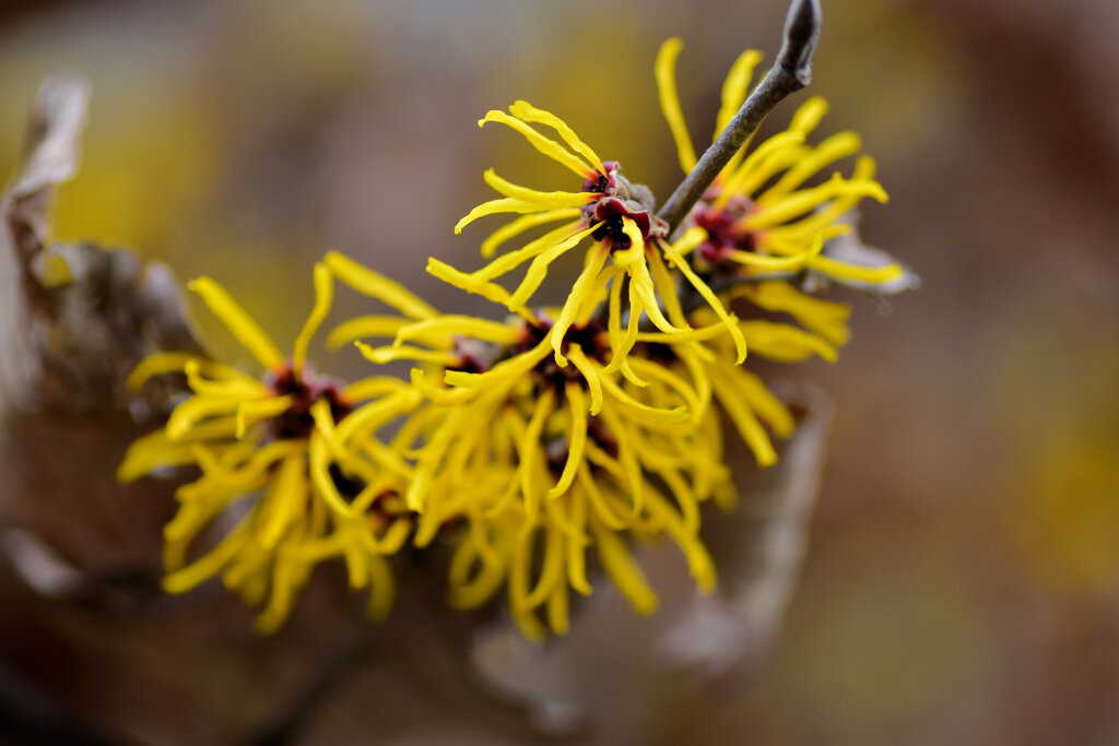 満作　満開　１