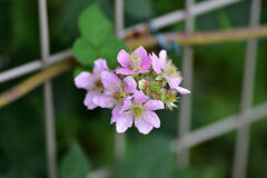 ブラックベリー　２