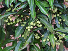 「白実の万両」の実 （しろみのまんりょう）２