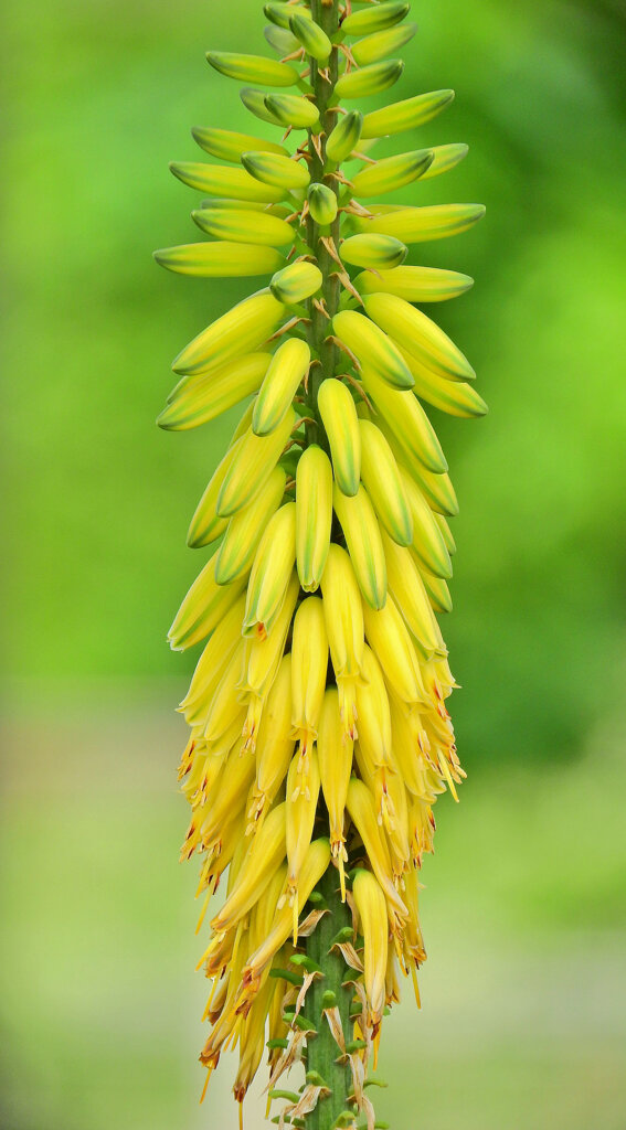 バナナ出来たよぉ(∩.∩）　４