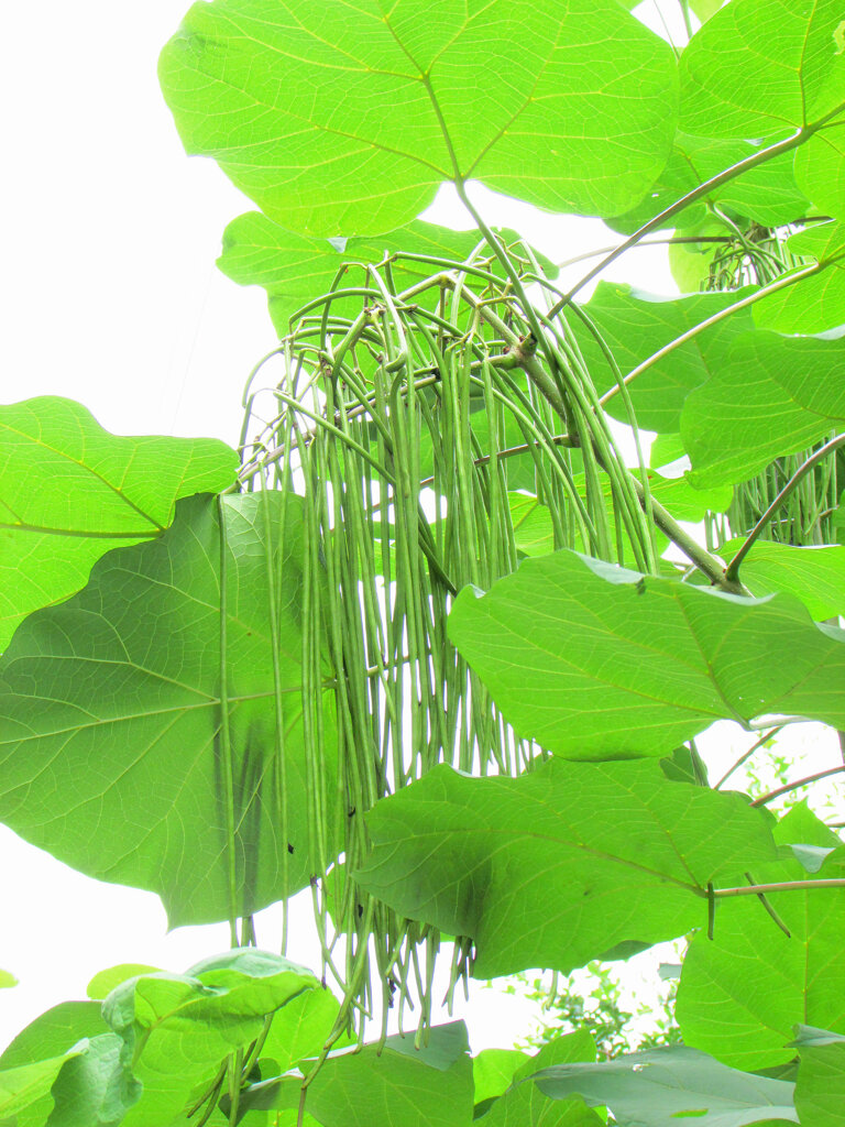 木大角豆 （きささげ）　実　５
