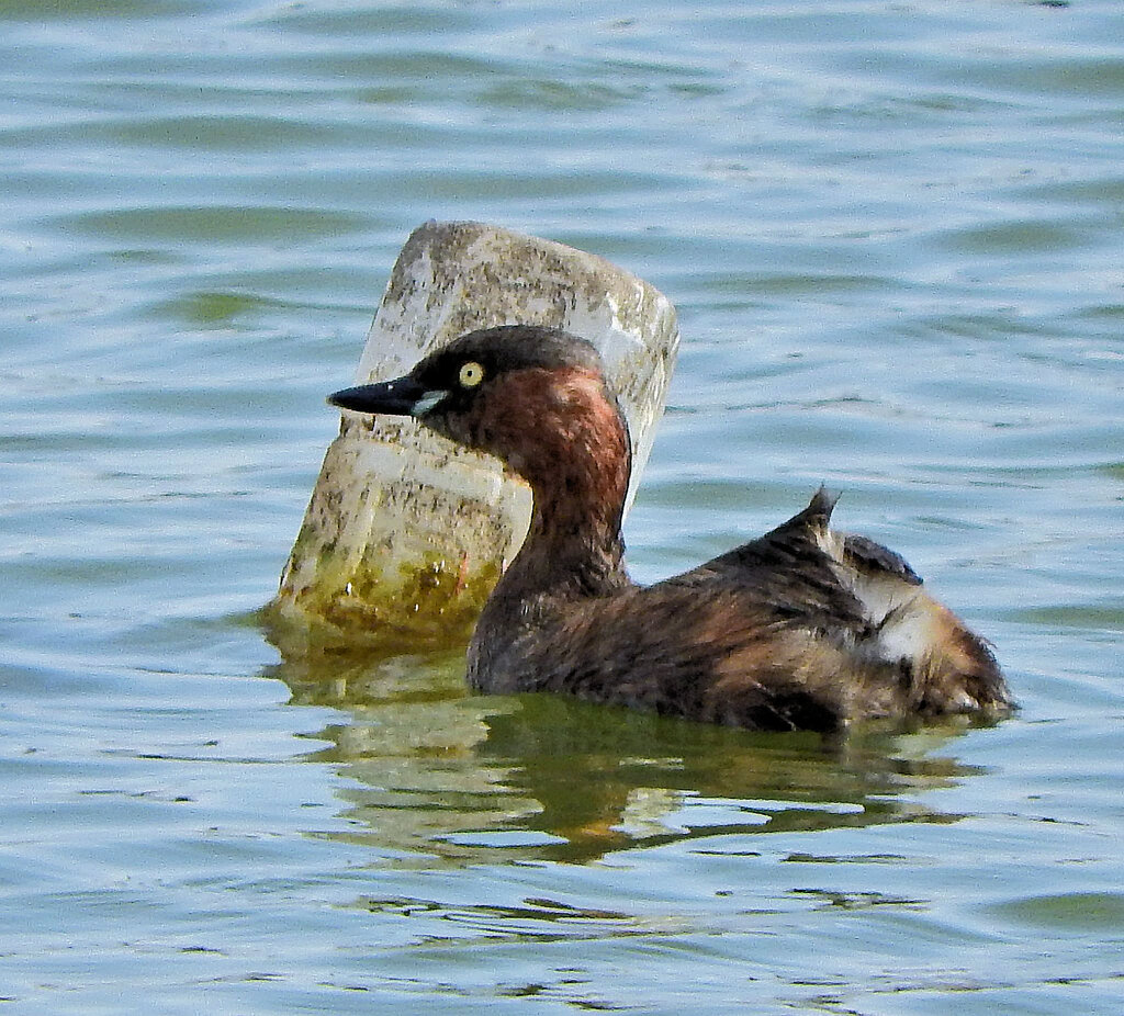 カイツブリ　１
